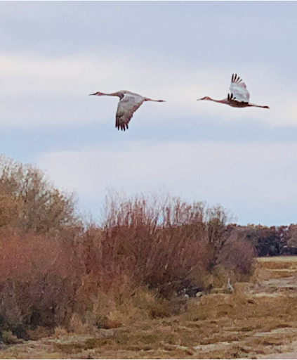 Sandhill cranes at Bosque del Apache