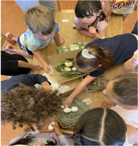exploring bird nest and eggs